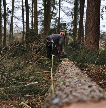 signe abattage arbre