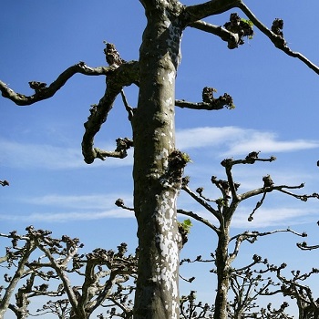 elaguer arbre