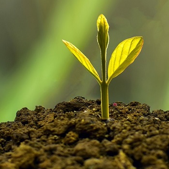 planter un arbre